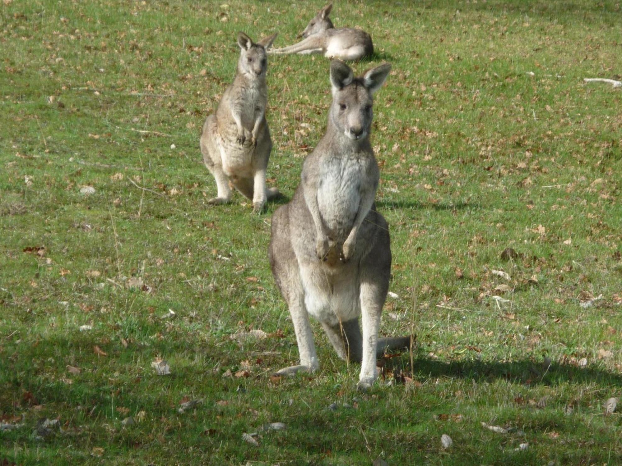 Saje's House & Pod Holiday home Myrtleford